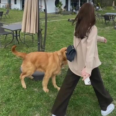 闪光的羽毛